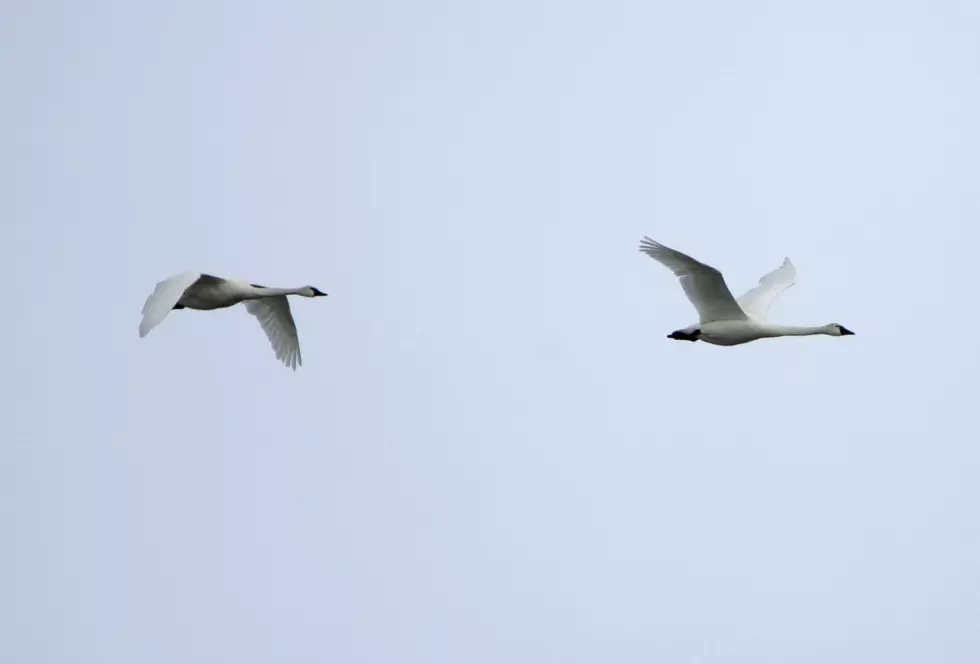 WDFW: Lookout For Sick, Injured Migratory Swans, Othello Sand Cranes