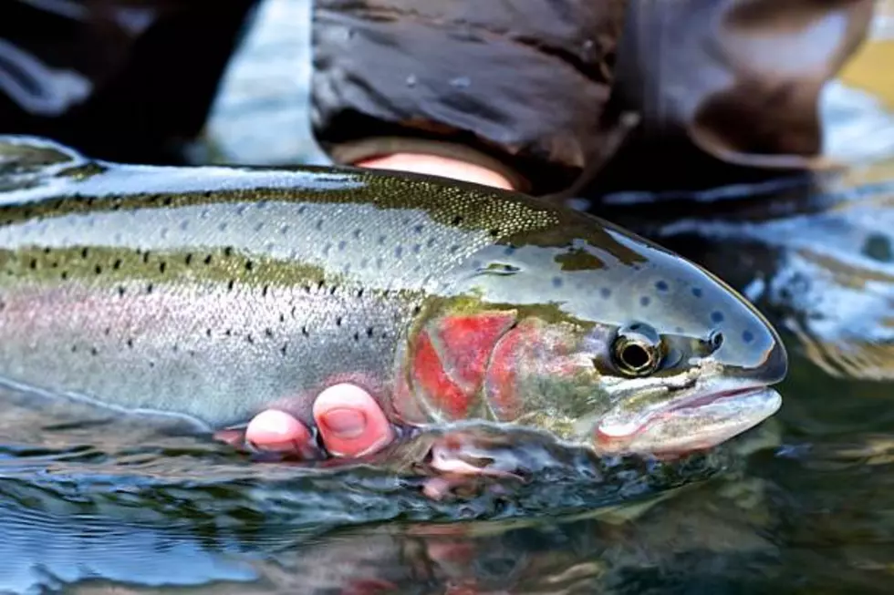Steelhead Fishing To Open On Upper Columbia For First Time In Almost A Decade