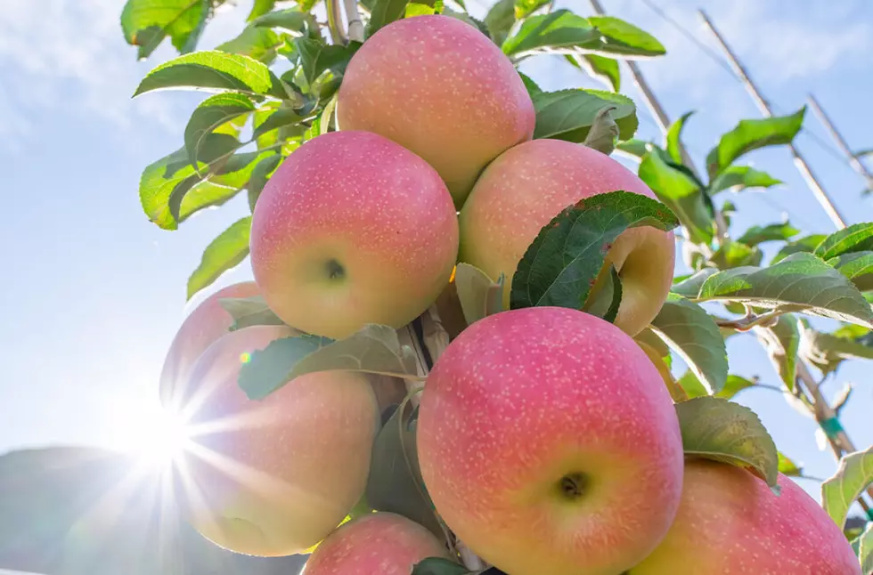 New Apple Developed in Wenatchee Has A Name……..