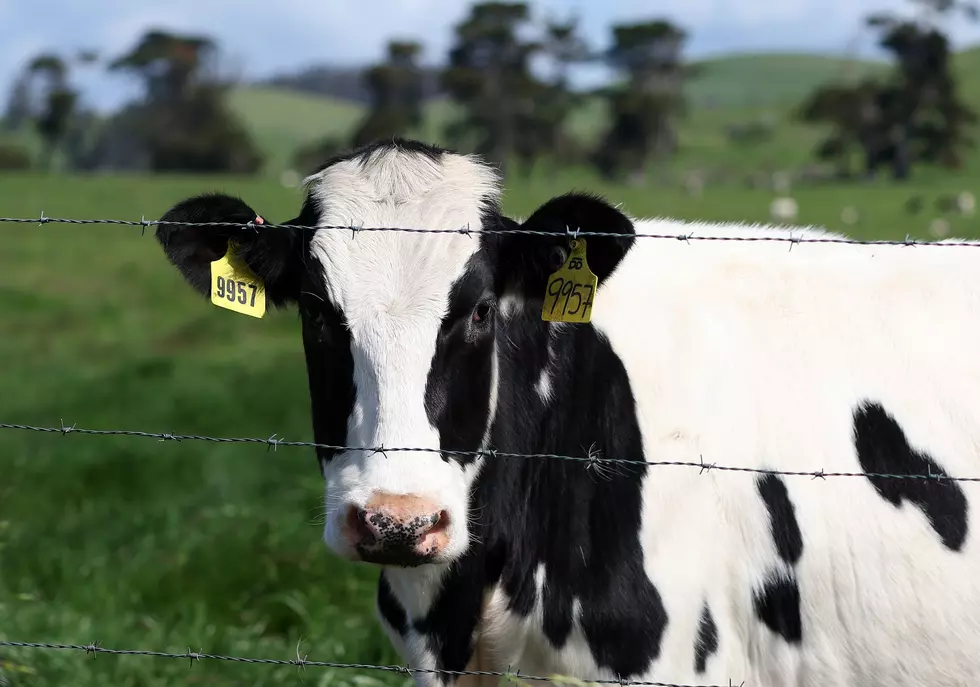 WA Democrat Sponsored H.B. 1630 Measuring Cow Flatulence