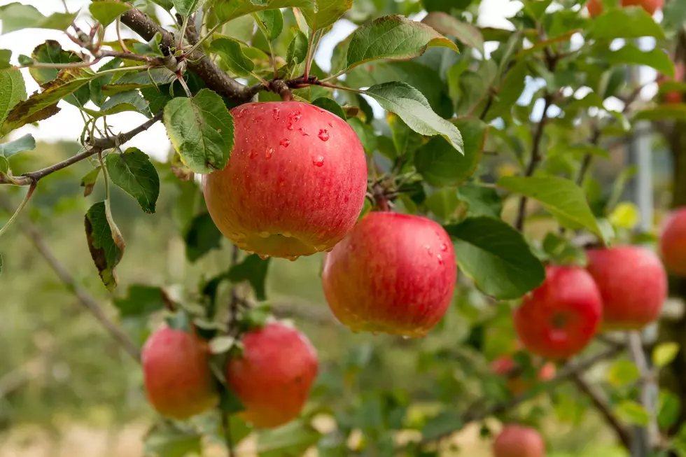 WSU Master Gardeners Hosting Fruit Tree Pruning Workshop