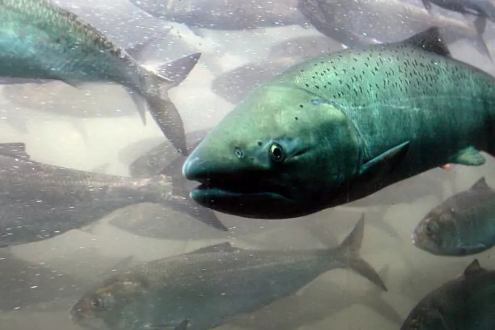 Chinook Salmon Fishing Halted on Upper Columbia and Entiat Rivers