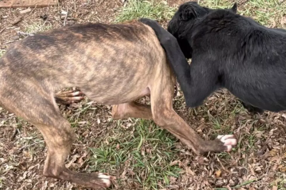 Two Dogs Rescued in Ellensburg Neglect Investigation