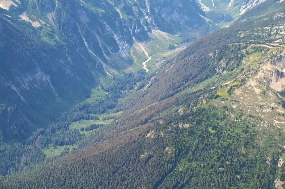 Unprecedented Spruce Budworm Outbreak Spreads Across Washington