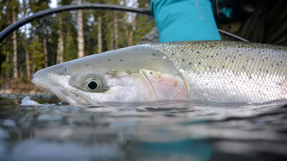 A coastal steelhead fish being held partially above water in a fishery.